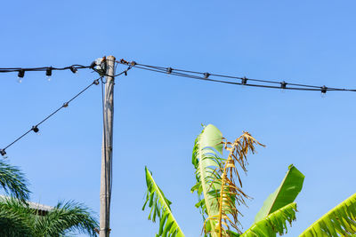 Low angle view of plant against clear blue sky