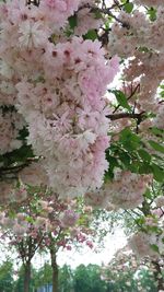 Pink flowers blooming on tree