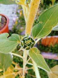 Close-up of plant growing on field