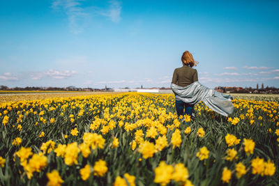 Rear view of person on narcissus field against sky