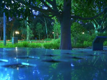 Reflection of trees in water