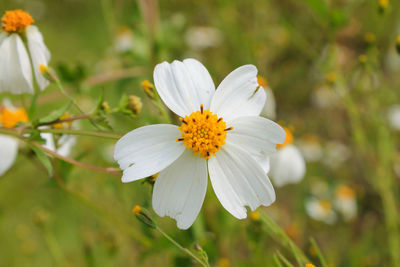 Close-up of white flower