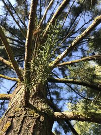 Low angle view of pine tree