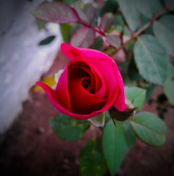 Close-up of pink rose blooming outdoors