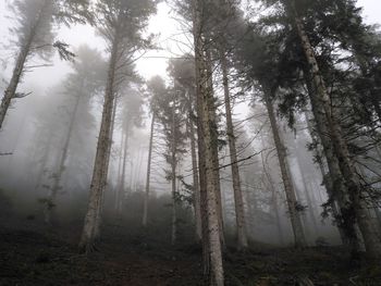 Low angle view of trees in forest against sky