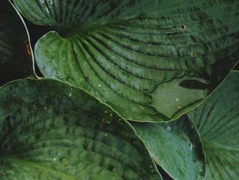 Close-up of leaves