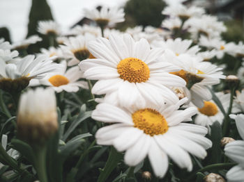 Close-up of white daisy flowers