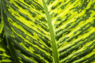 Full frame shot of green leaves