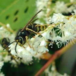 Close-up of bee pollinating on white flower