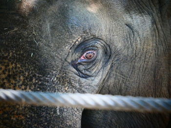 Close-up of elephant in zoo