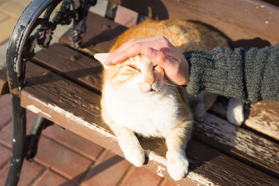 High angle view of cat relaxing on bench