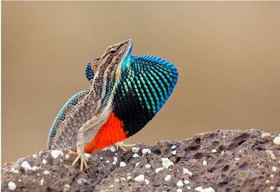 Close-up of bird perching on leaf