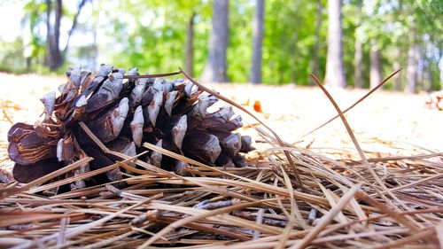 Close-up of log on field