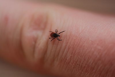 Close-up of insect on hand