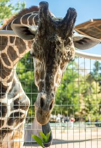 Close-up of giraffe in cage at zoo