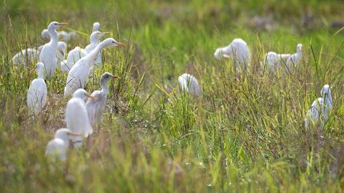 View of birds on field
