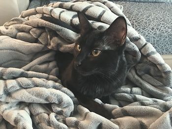 Portrait of cat relaxing on bed