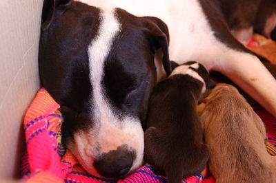 Close-up of dog sleeping