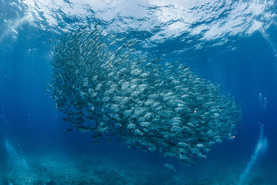 A school of bigeye trevally