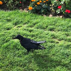 Black bird on a field