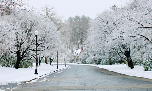 Snowy road amidst trees