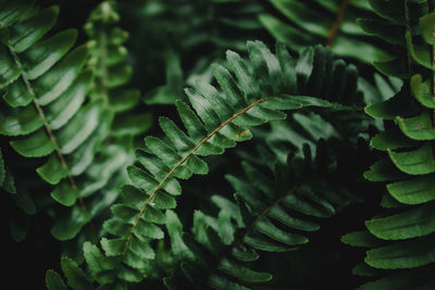 Full frame shot of fern in forest