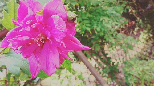 Close-up of pink flowers