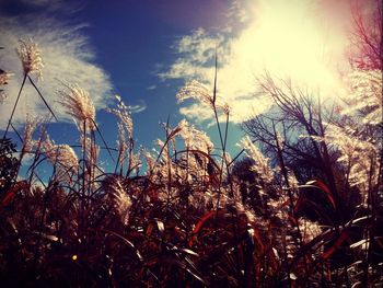 Low angle view of plants on field against sky