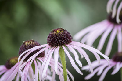 Close-up of purple coneflower blooming outdoors