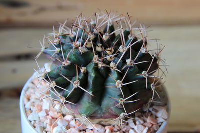 Close-up of cactus in potted plant