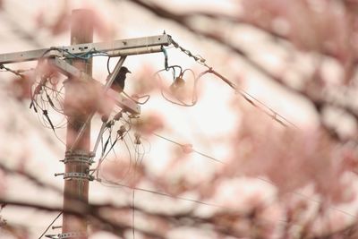 Low angle view of bird perching on electric pole seen through tree