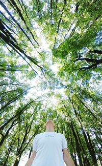 Low angle view of person against trees in forest