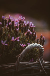 Close-up of purple flowering plants on field