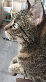 Close-up of a cat looking away