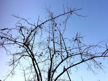 Low angle view of bare tree against clear blue sky