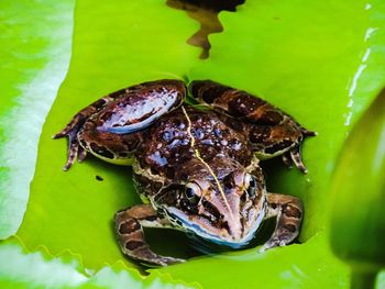 Close-up of frog in water