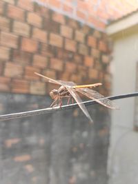 Close-up of insect on wall