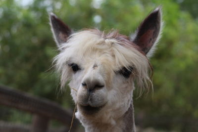 Close-up portrait of wild llama