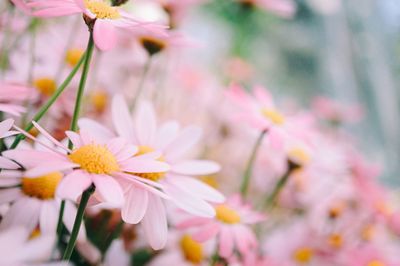 Close-up of fresh flowers blooming on tree