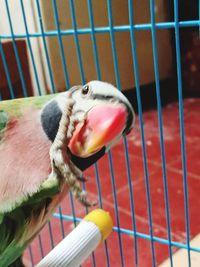 Close-up of a parrot in cage