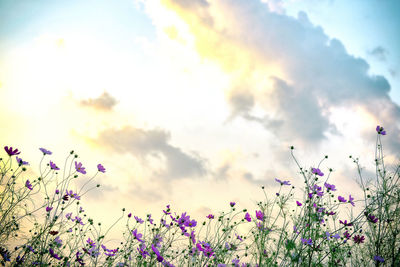 Low angle view of pink flowers against cloudy sky