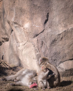 Monkeys sitting against rock