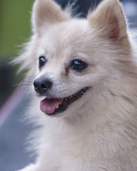 Close-up of dog looking away