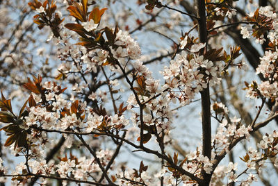 Low angle view of cherry blossoms in spring