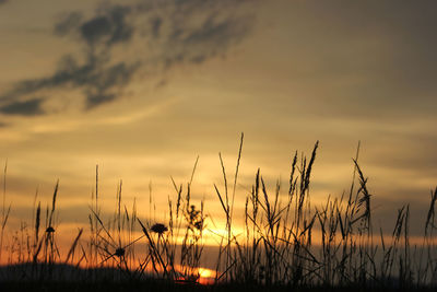 Silhouette grass against sky during sunset