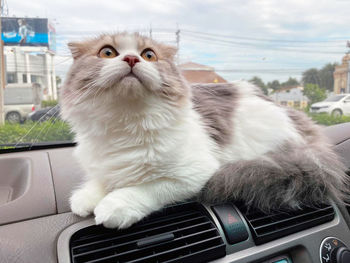 View of a cat looking through car