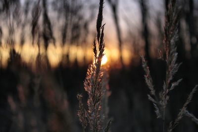 Close-up of plants on field during winter