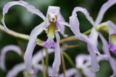 Close-up of flowers