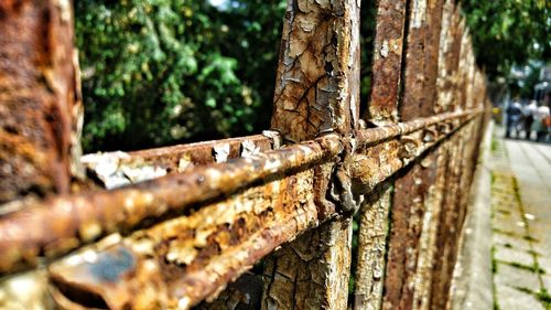 Close-up of tree trunk