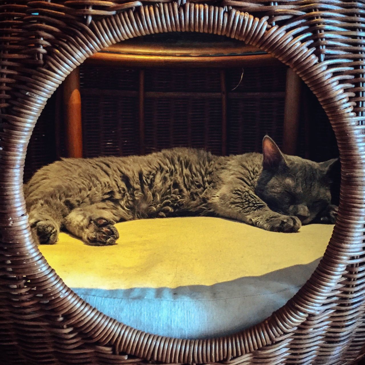 CAT LYING IN A BASKET